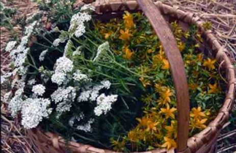 Homegrown Herbal Medicines Image